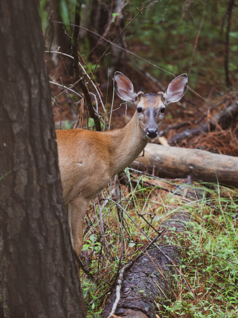 Small Deer in the Forest in south Carolina